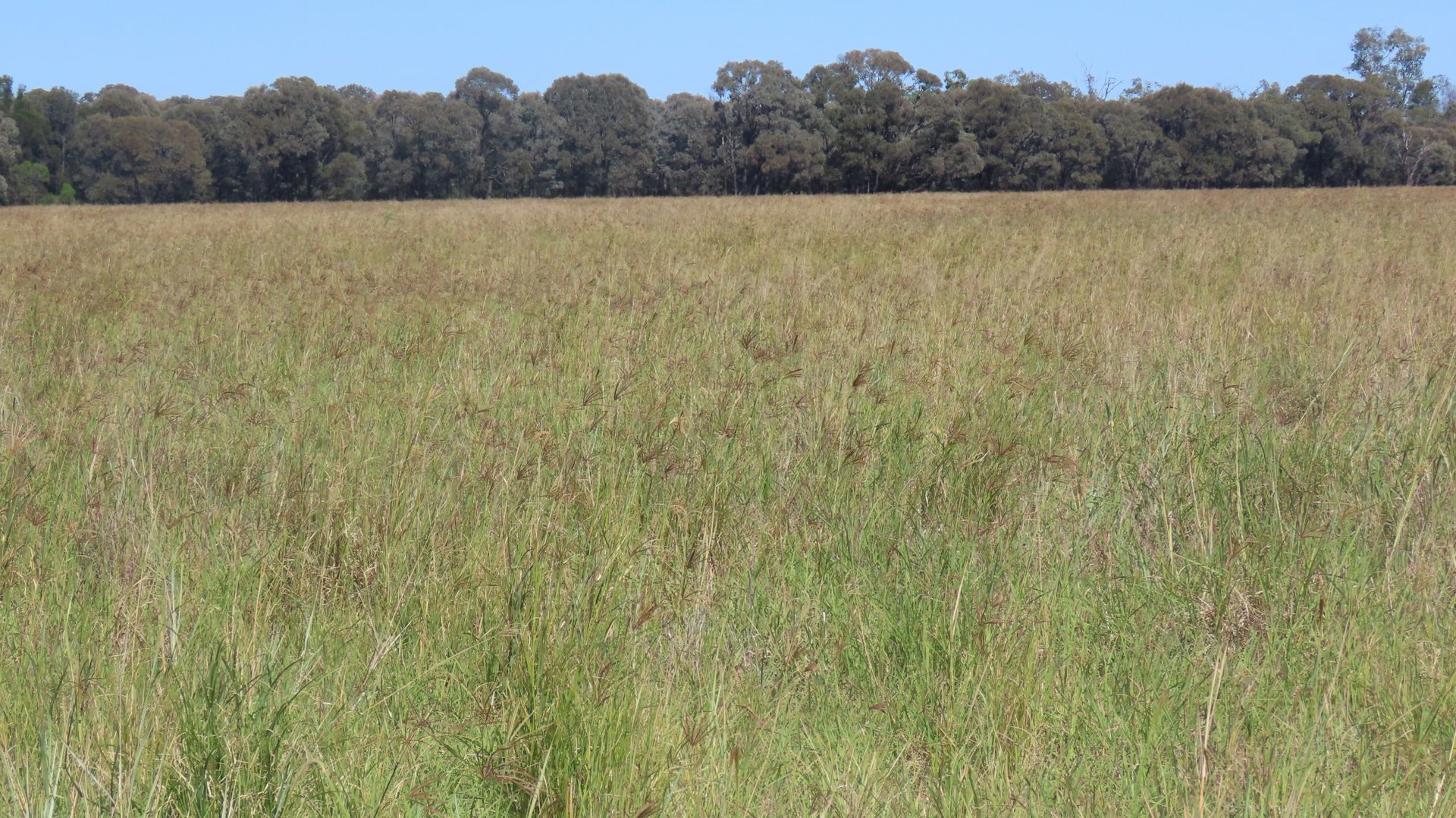 Goondiwindi QLD 4390, Image 1