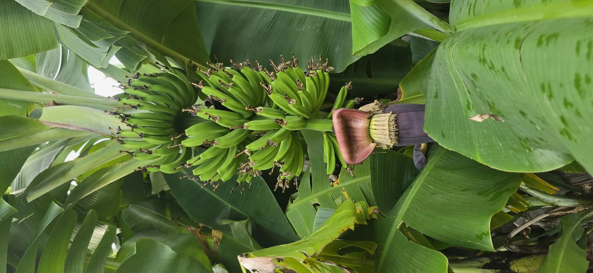 Additional image 25 of 29408 Bruce Highway, Apple Tree Creek QLD 4660