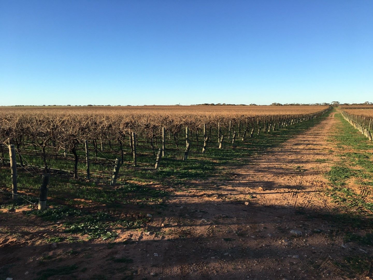 Glen Devlin Vineyard Goyder Highway, Devlins Pound SA 5330, Image 1