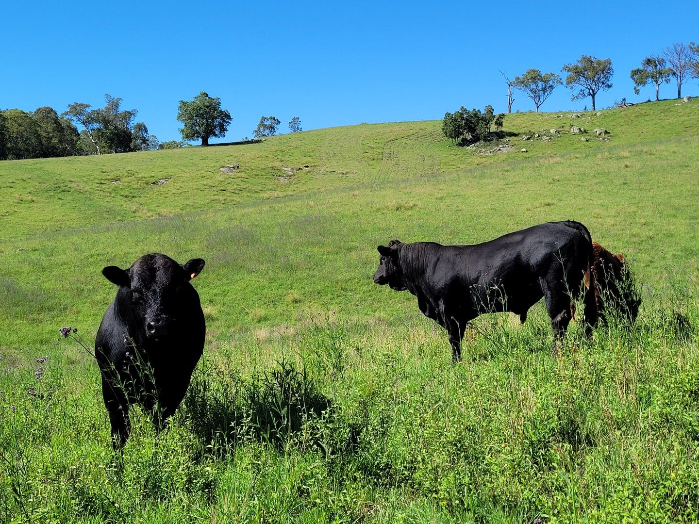 Lot 3 Neringla Road, Neringla NSW 2622, Image 0