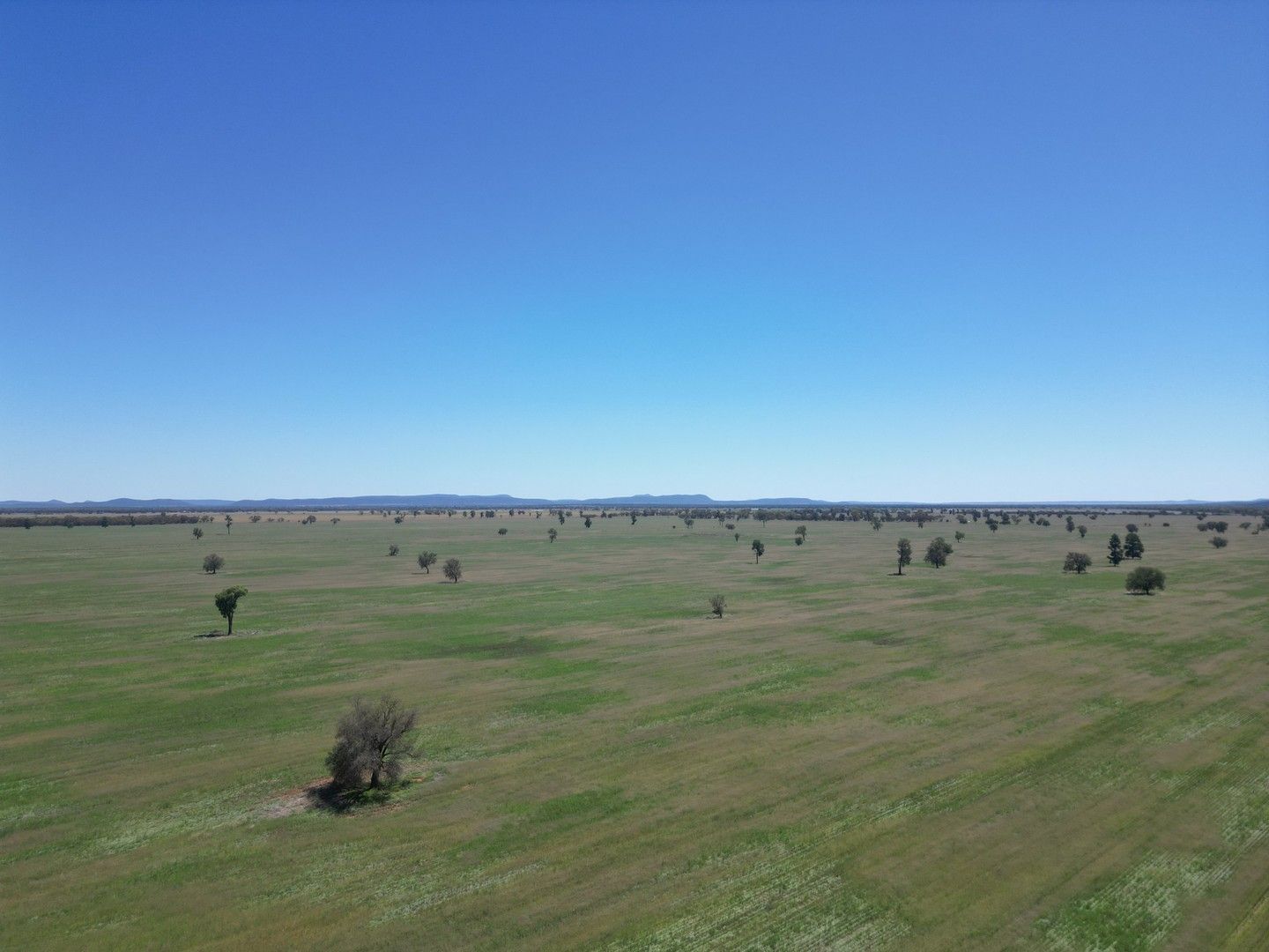 'Beauford Park' 544 Thomas Lane, Lake Cargelligo NSW 2672 Specialist