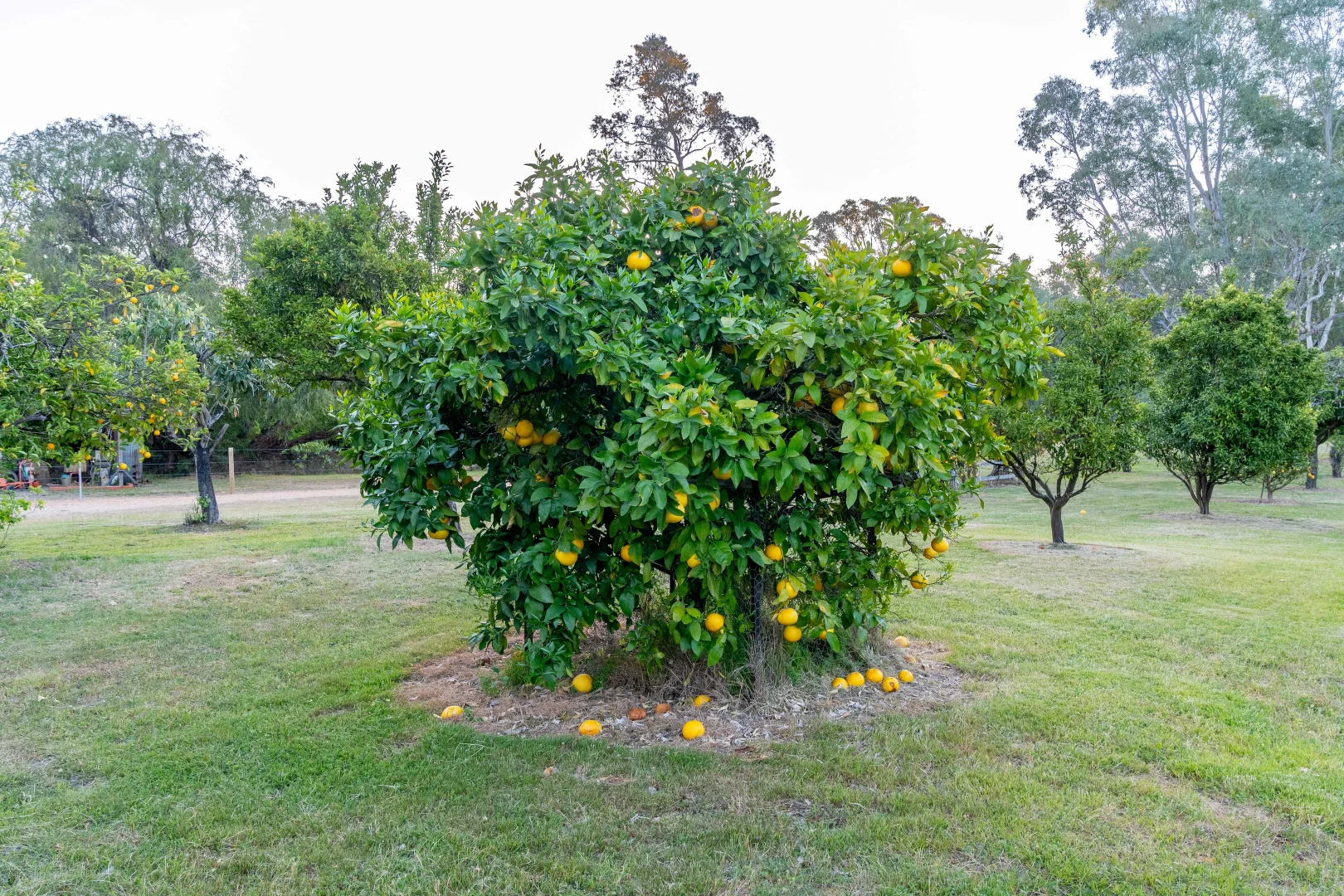 Image 12