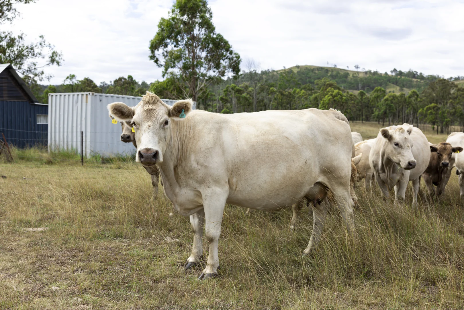 Additional image 10 of 2492 New England Highway, Cooyar QLD 4402