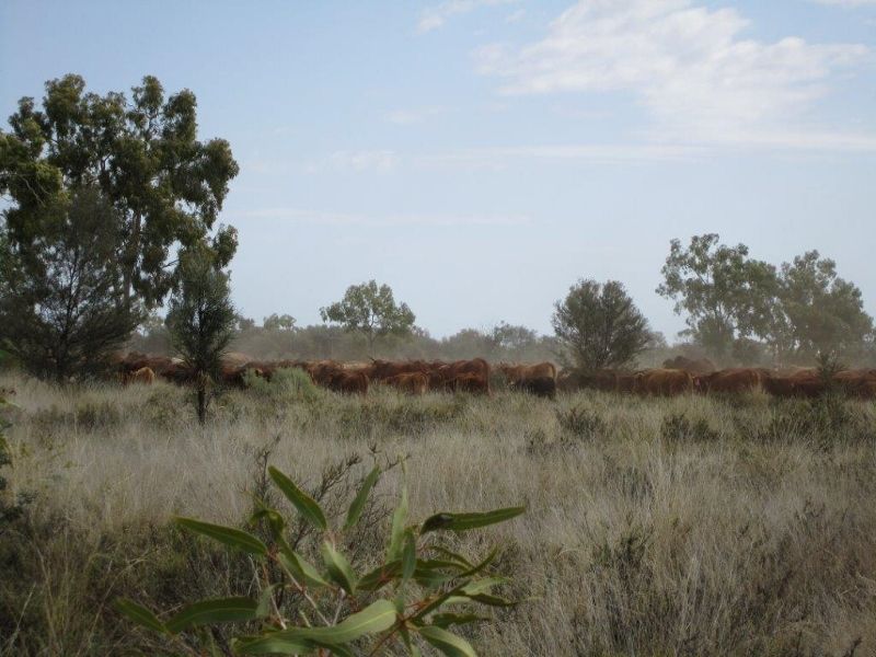 Quilpie QLD 4480, Image 2