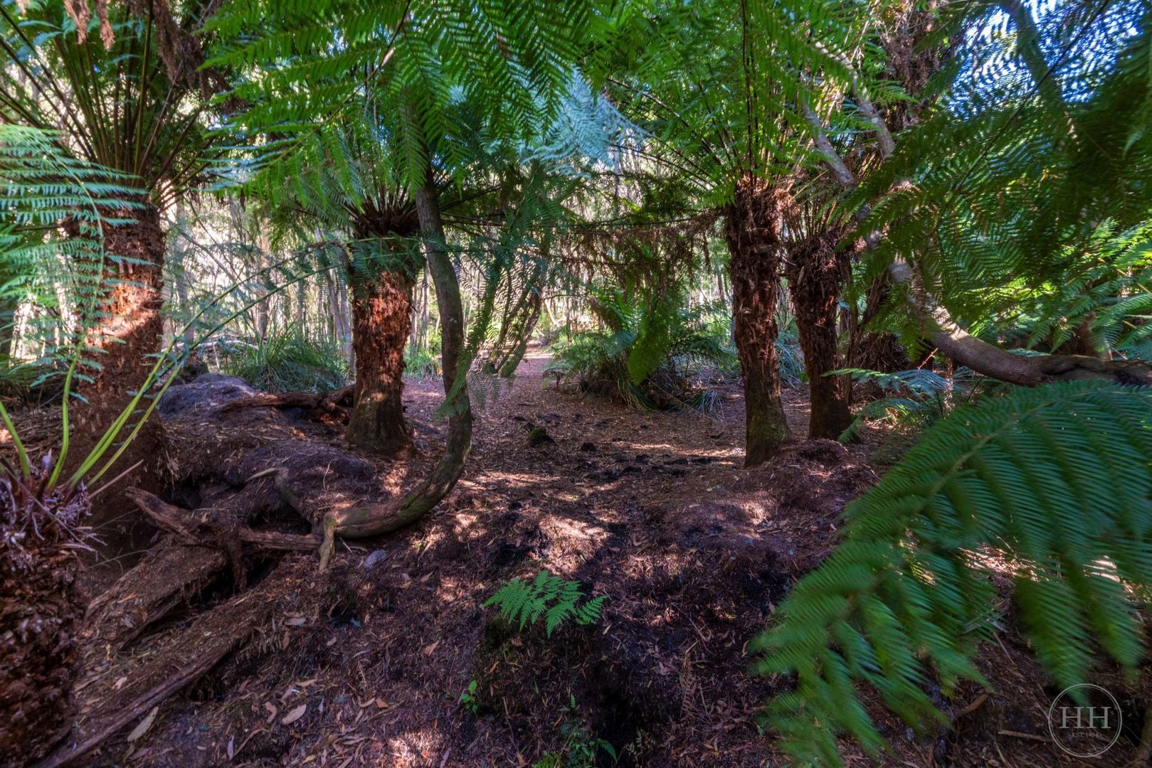 150 Cascade Dam Road, Derby TAS 7264, Image 2