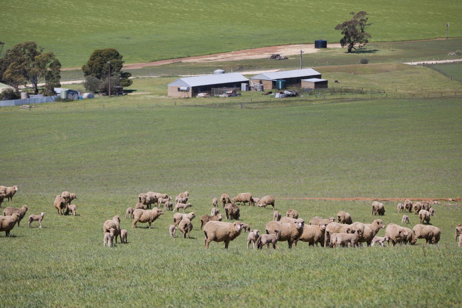 'Nankivells' - 132 Koonoona Road, Burra SA 5417, Image 1