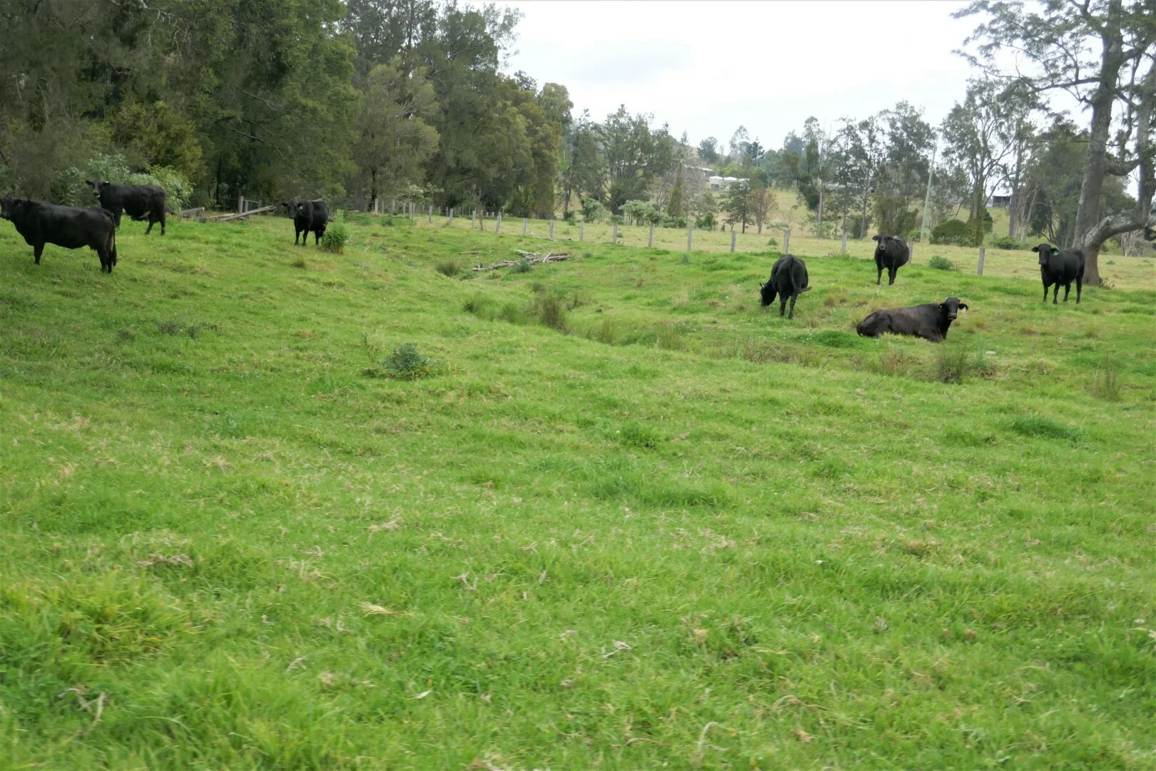 Additional image 23 of 35 Phelps Road, Kyogle NSW 2474