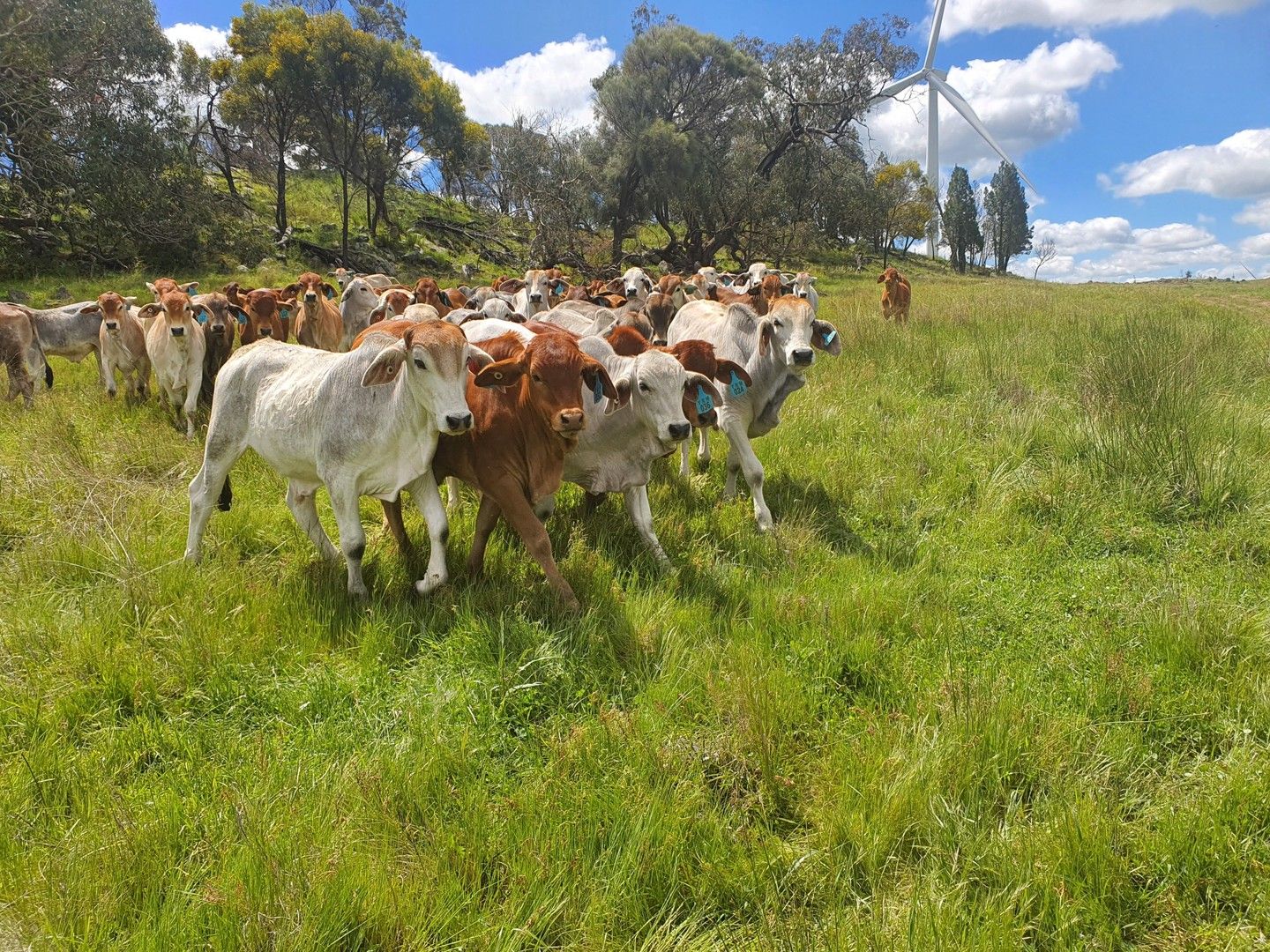 Bodangora NSW 2820, Image 0