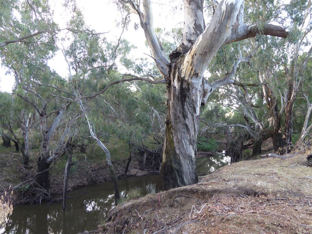 Deep Bend, Mahonga Road, Rand NSW 2642, Image 1