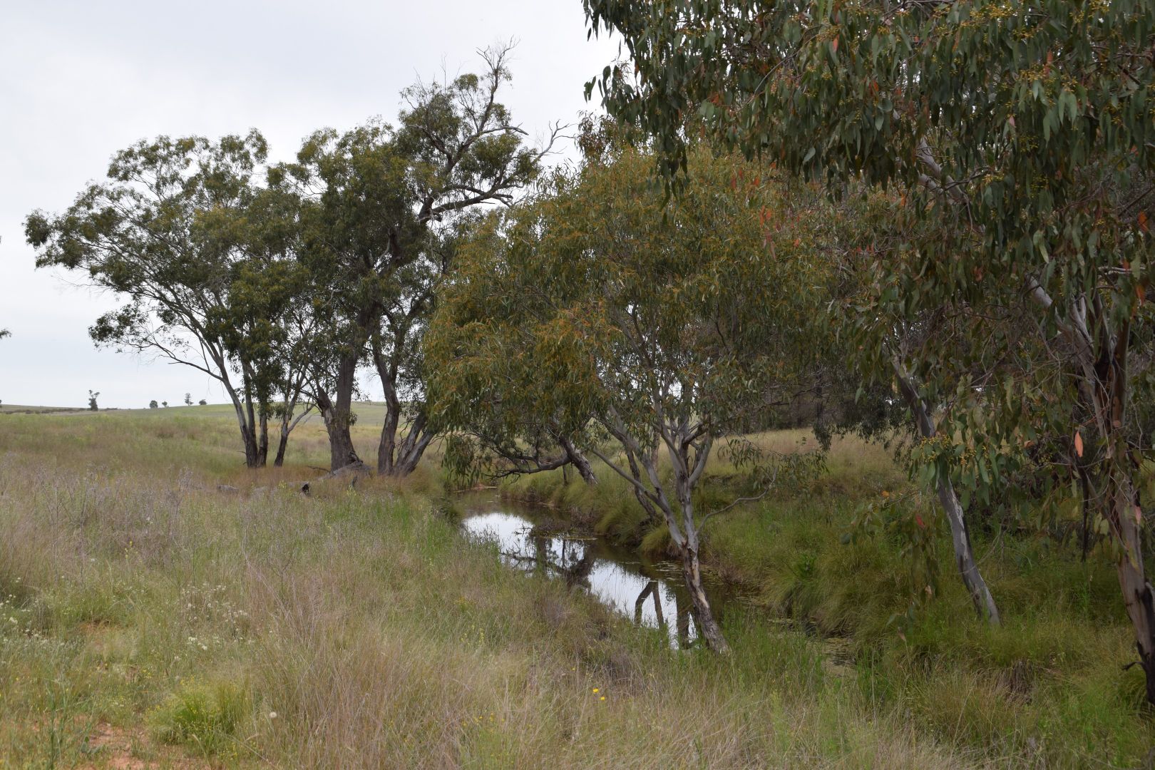 'Racecourse Gully' Saxa Road, Gollan NSW 2820, Image 1