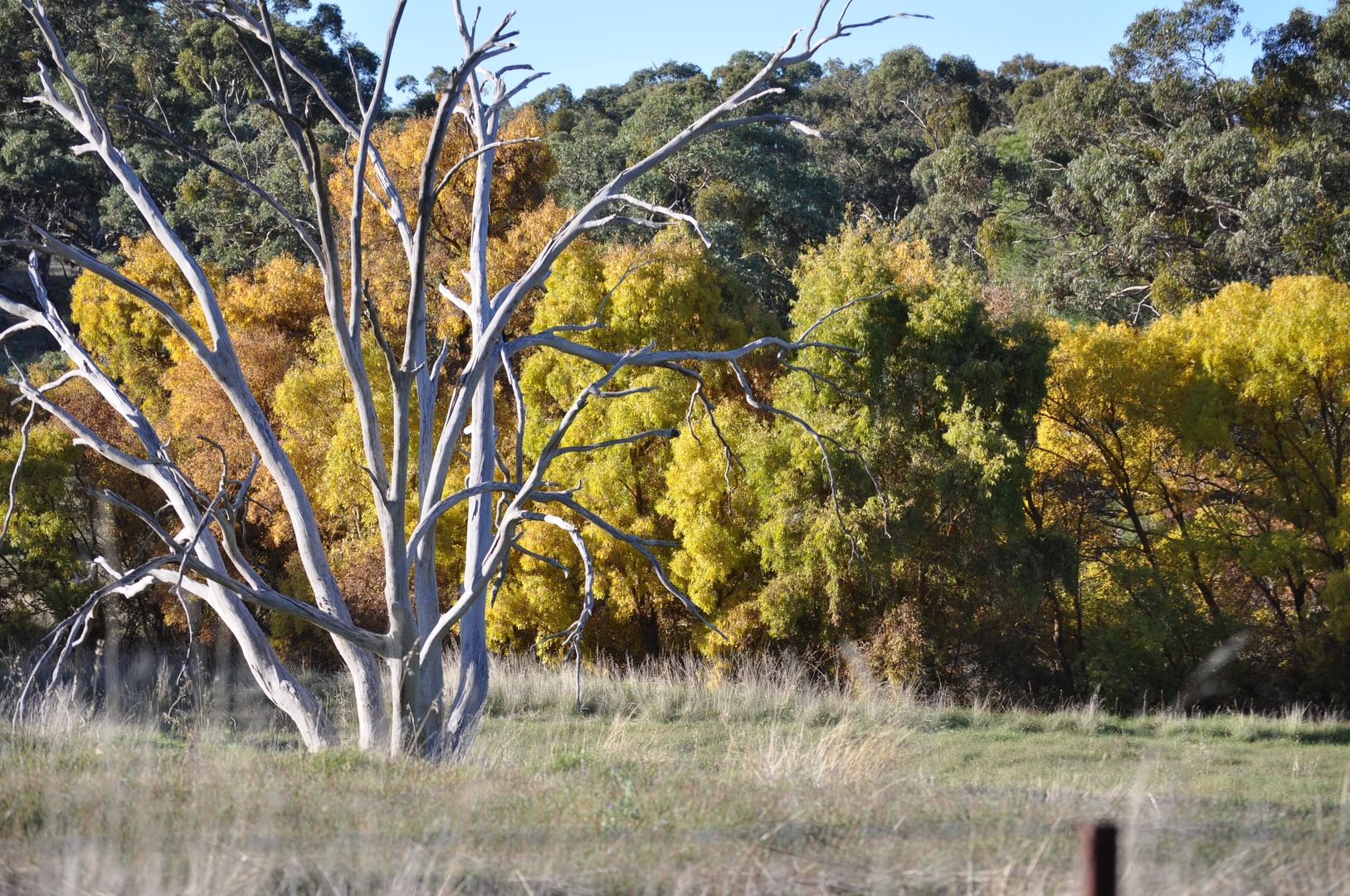 Bundaleer Gardens SA 5491, Image 1