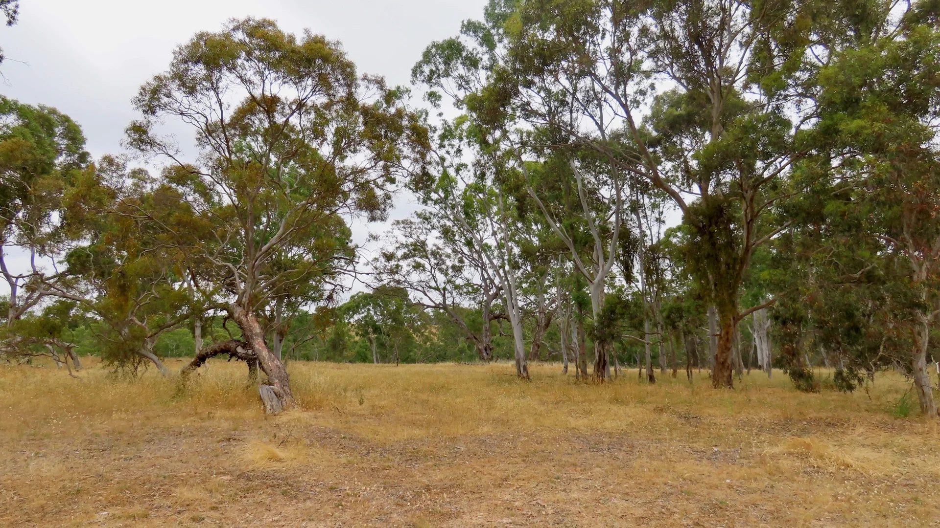 Additional image 5 of 596 Mostyn Lane, Balmoral VIC 3407