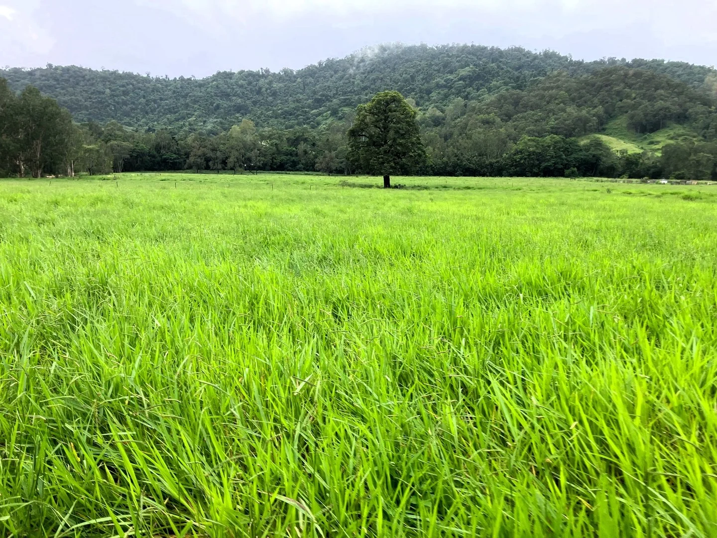 Gorge Road, Finch Hatton QLD 4756