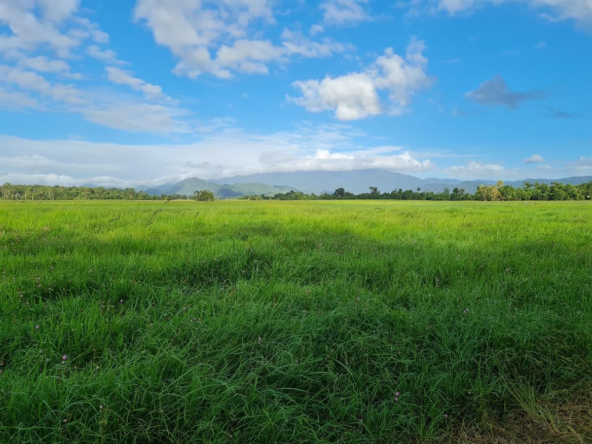 Silkwood QLD 4856 Specialist Farm for Sale 450,000 Domain