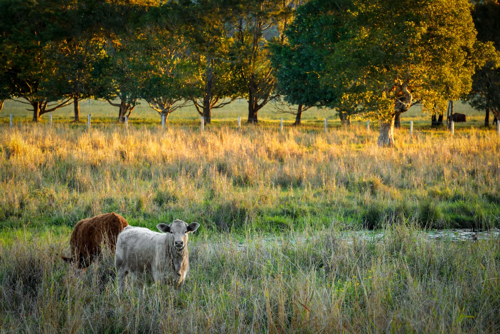 Additional image 34 of 246 Martins Lane, Knockrow NSW 2479