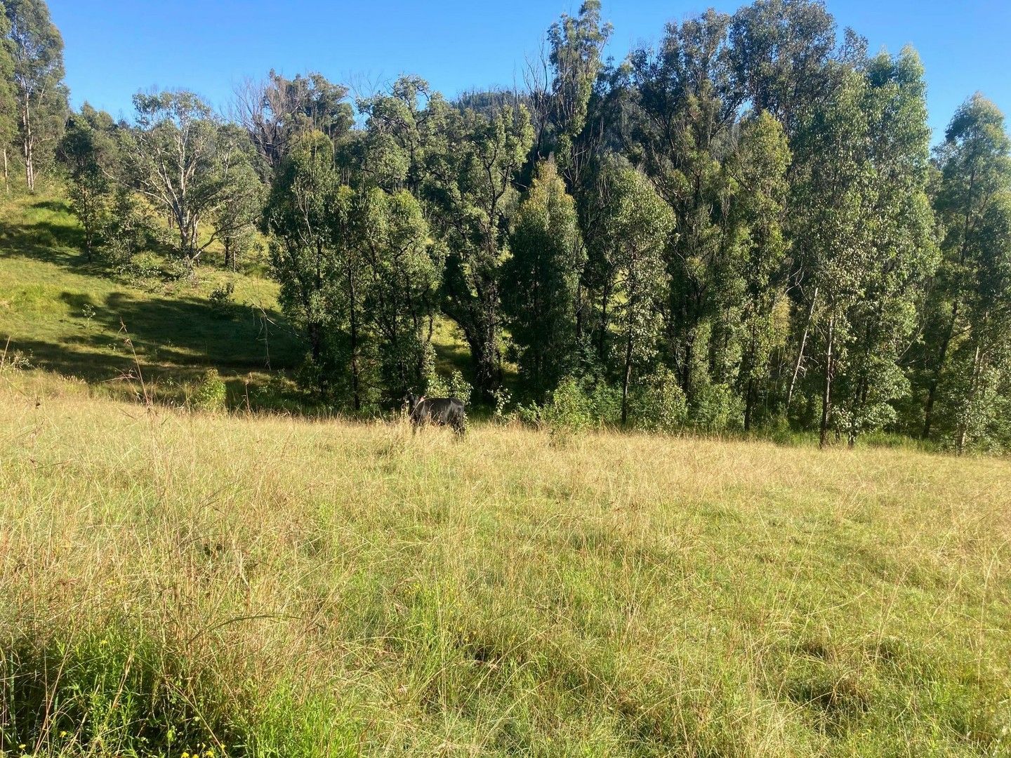 265 Balls Rd, Bellbrook NSW 2440 House for Sale 1,550,000