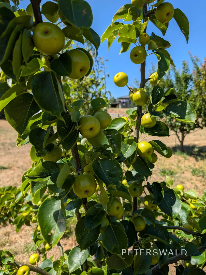 Additional image 25 of 38 Jacombe Street, Richmond TAS 7025