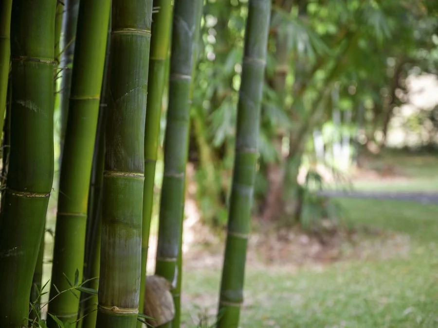 Additional image 9 of 210 Fridays Creek Road, Upper Orara NSW 2450