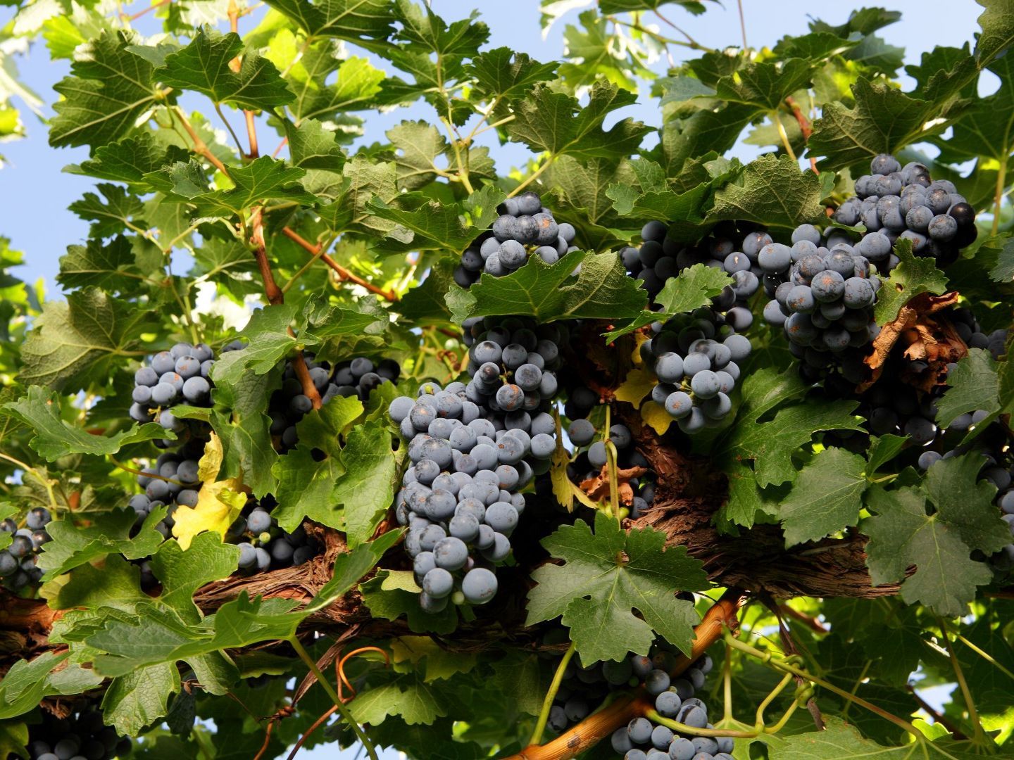 Turners Crossing, 747 Old BridgewaterSerpentine Road, Serpentine VIC