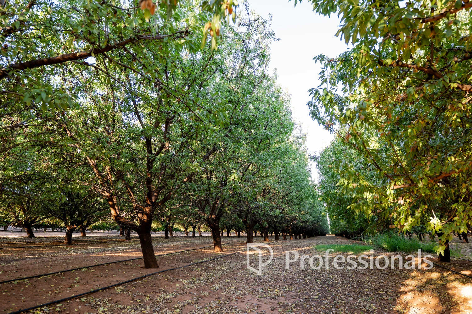 Additional image 11 of 2050 Kulkyne Way, Iraak VIC 3494