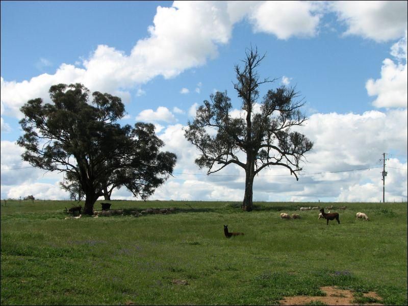 MURRINGO NSW 2586, Image 2