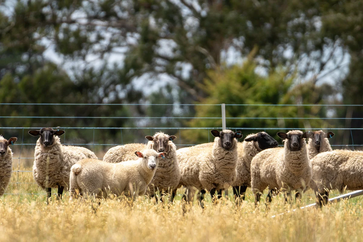 Image 27