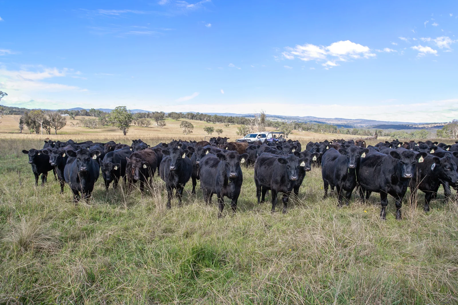 Additional image 17 of "Wyanga" 195 Gills Road, Uralla NSW 2358