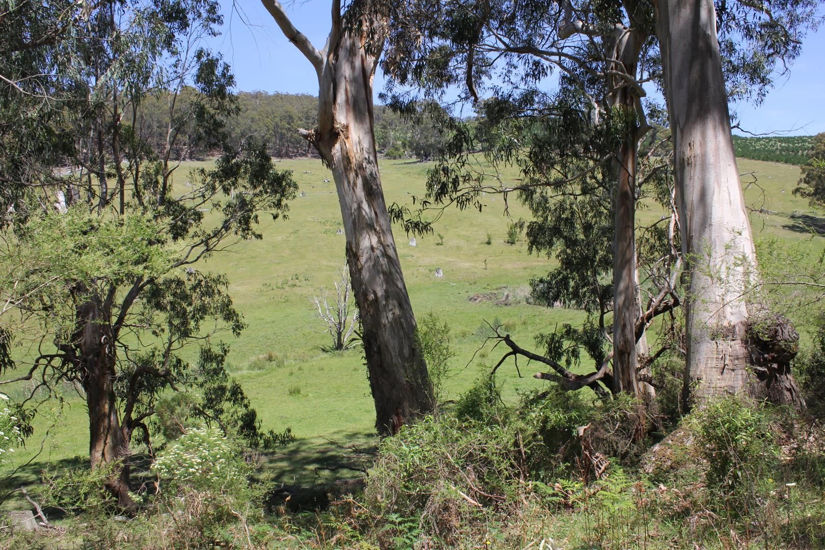 Lot 1 Stancliffs Road, Devon North VIC 3971, Image 1