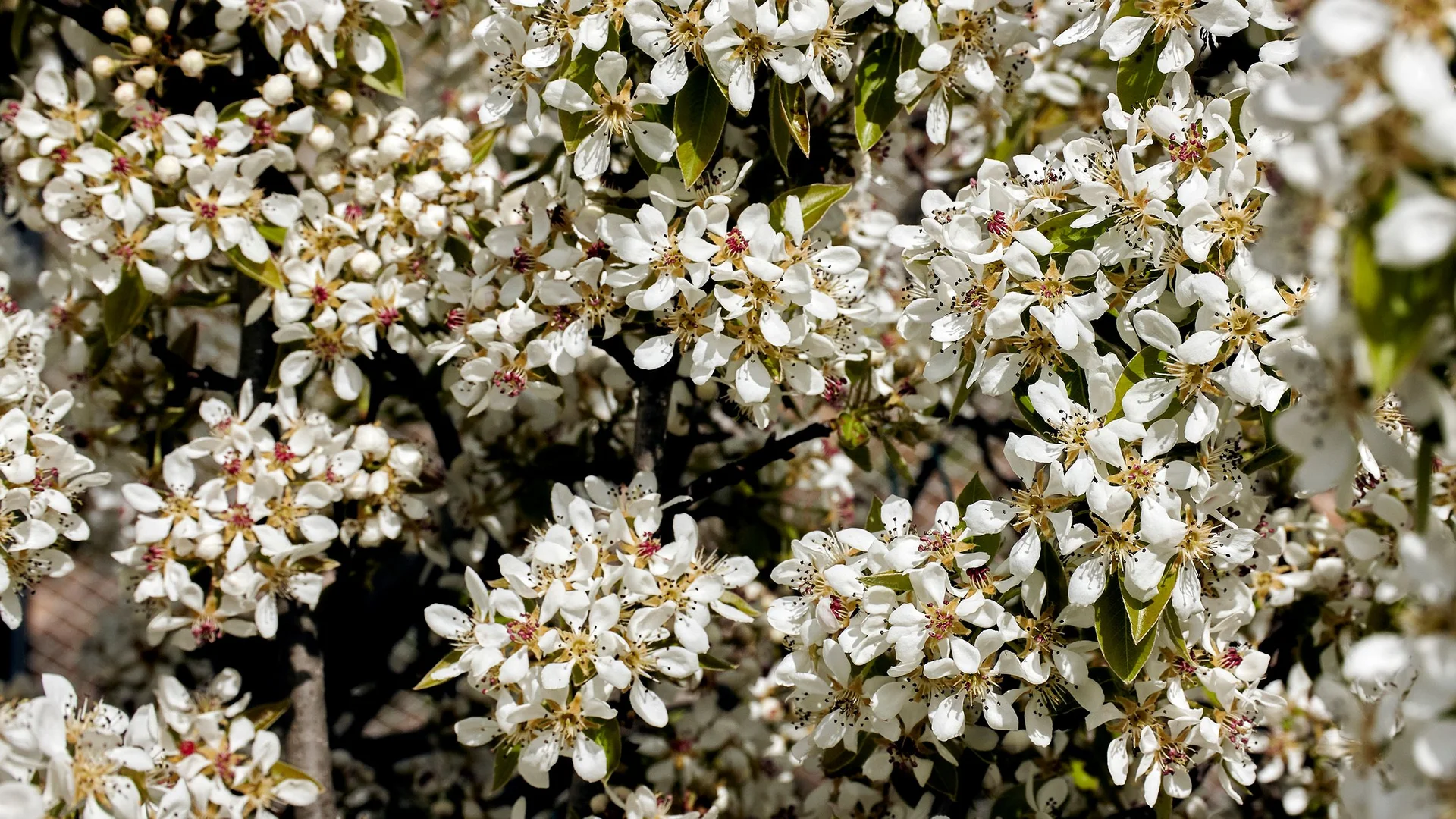 Image 16
