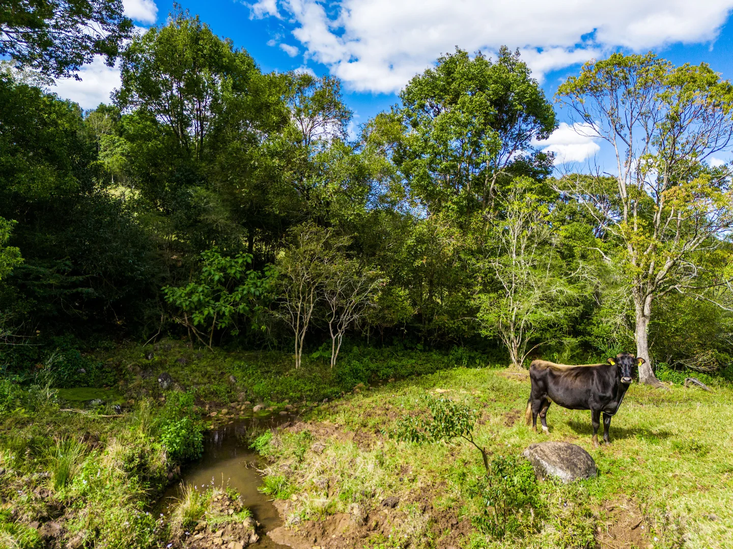Additional image 13 of 369 Coolamon Scenic Drive, Coorabell NSW 2479