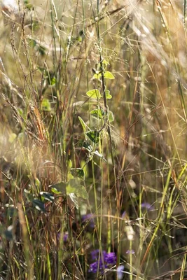 Image 20