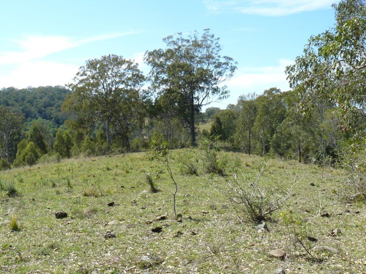 Wang Wauk NSW 2423, Image 1