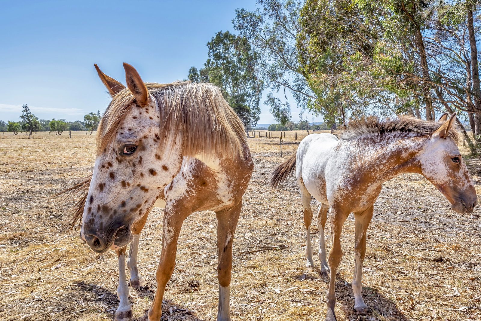 108 Champion Retreat, Pinjarra WA 6208, Image 1