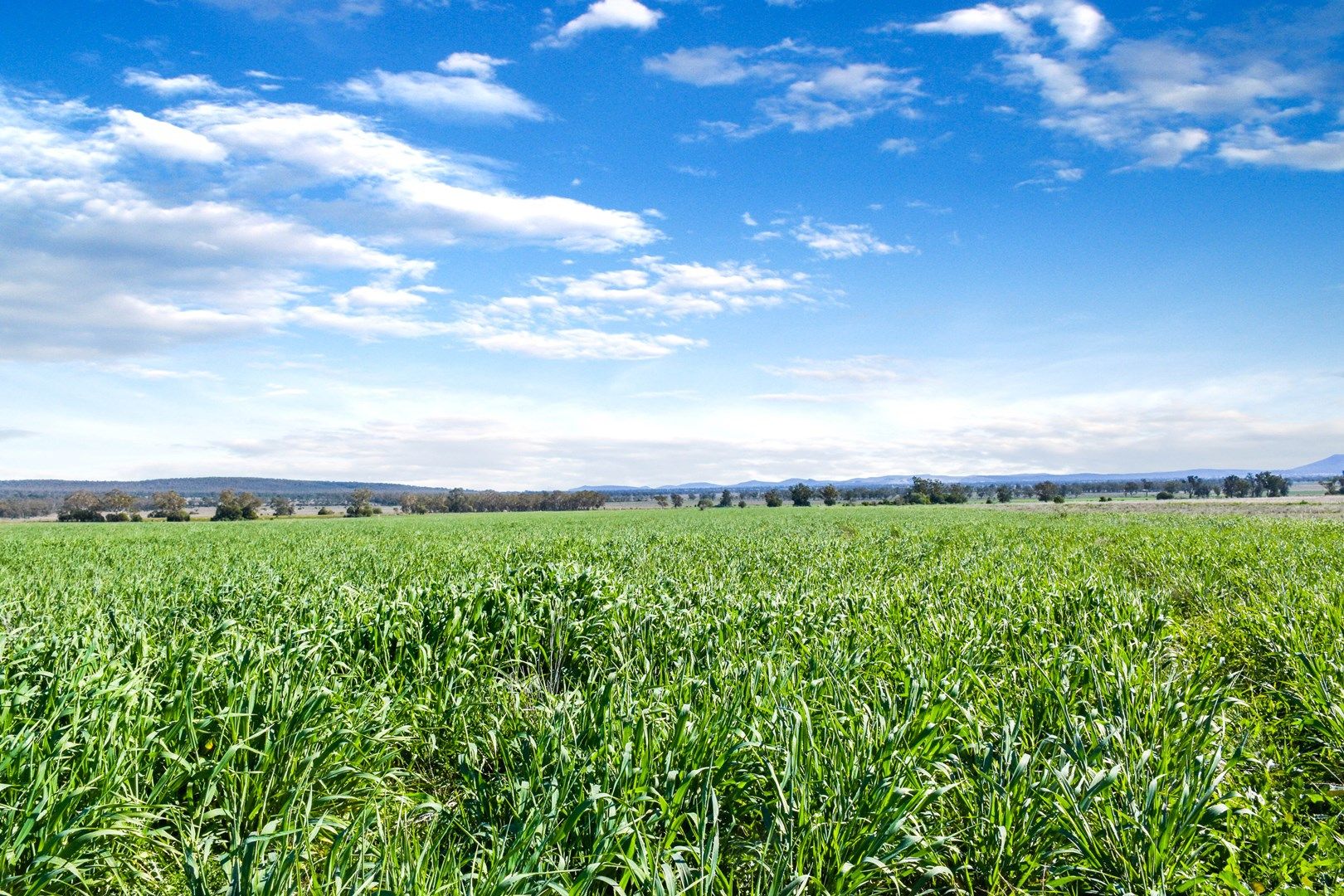 2484 ''Part Glenroc" Wean Road, Gunnedah NSW 2380, Image 0