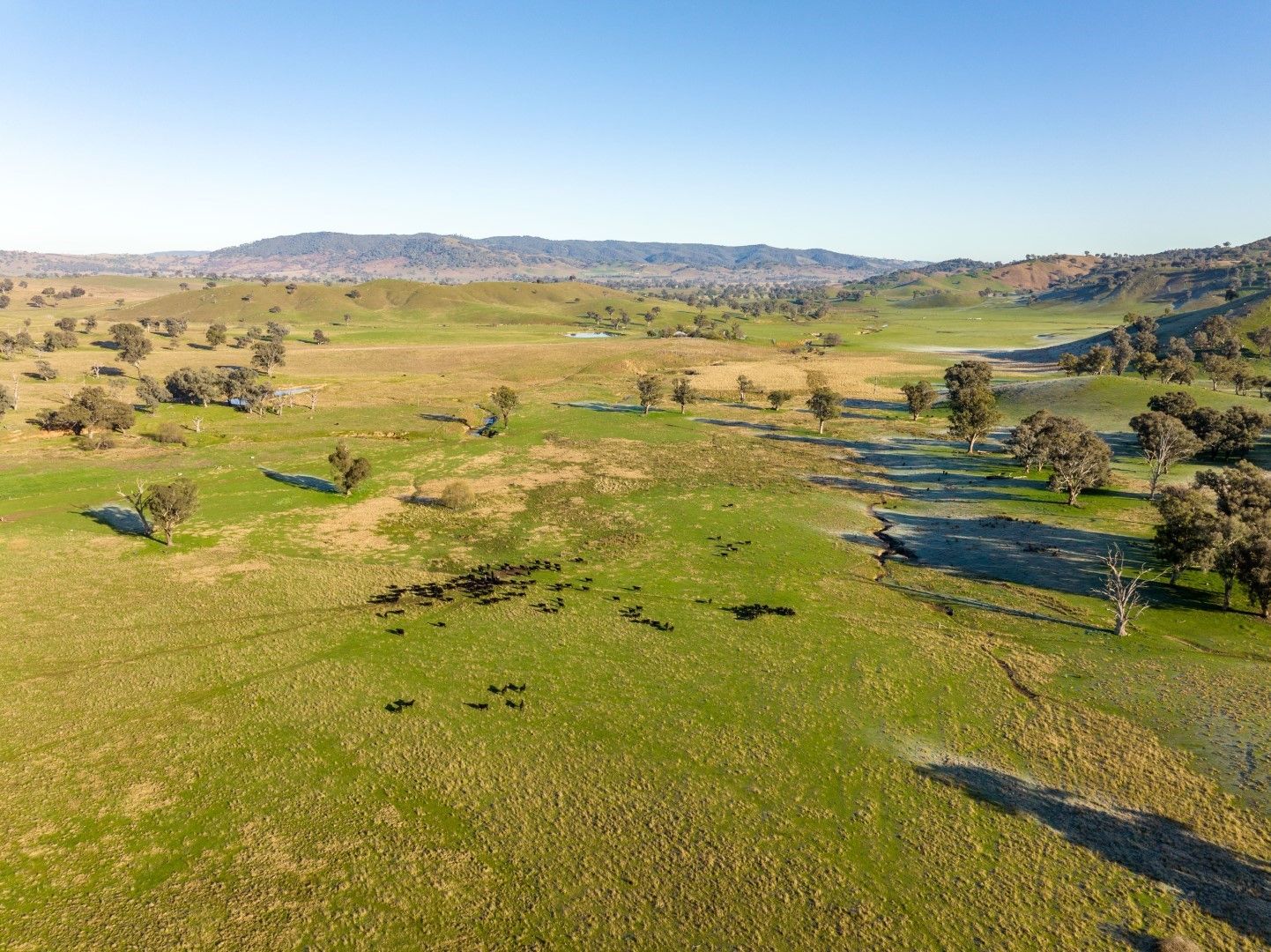 Califat Road, Adelong NSW 2729, Image 2