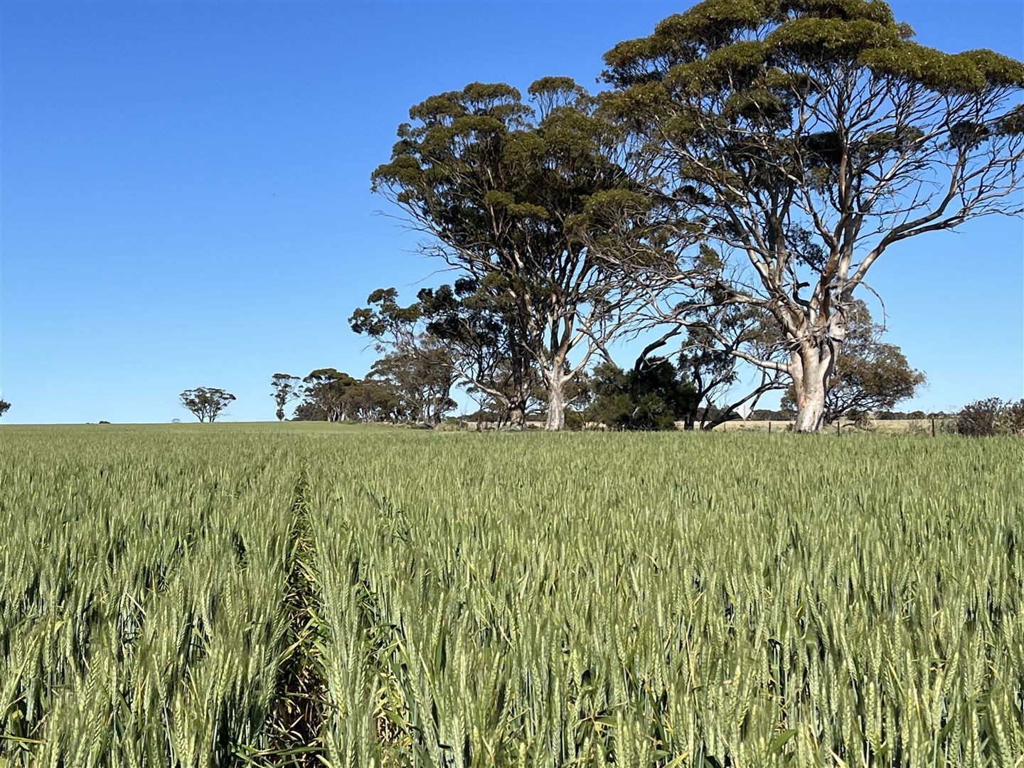 . Cadonia Park, Cunderdin WA 6407, Image 0