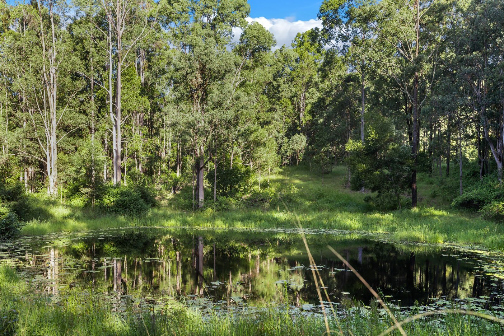 Lot 6269 Duck Creek Road, Old Bonalbo NSW 2469 House for Sale