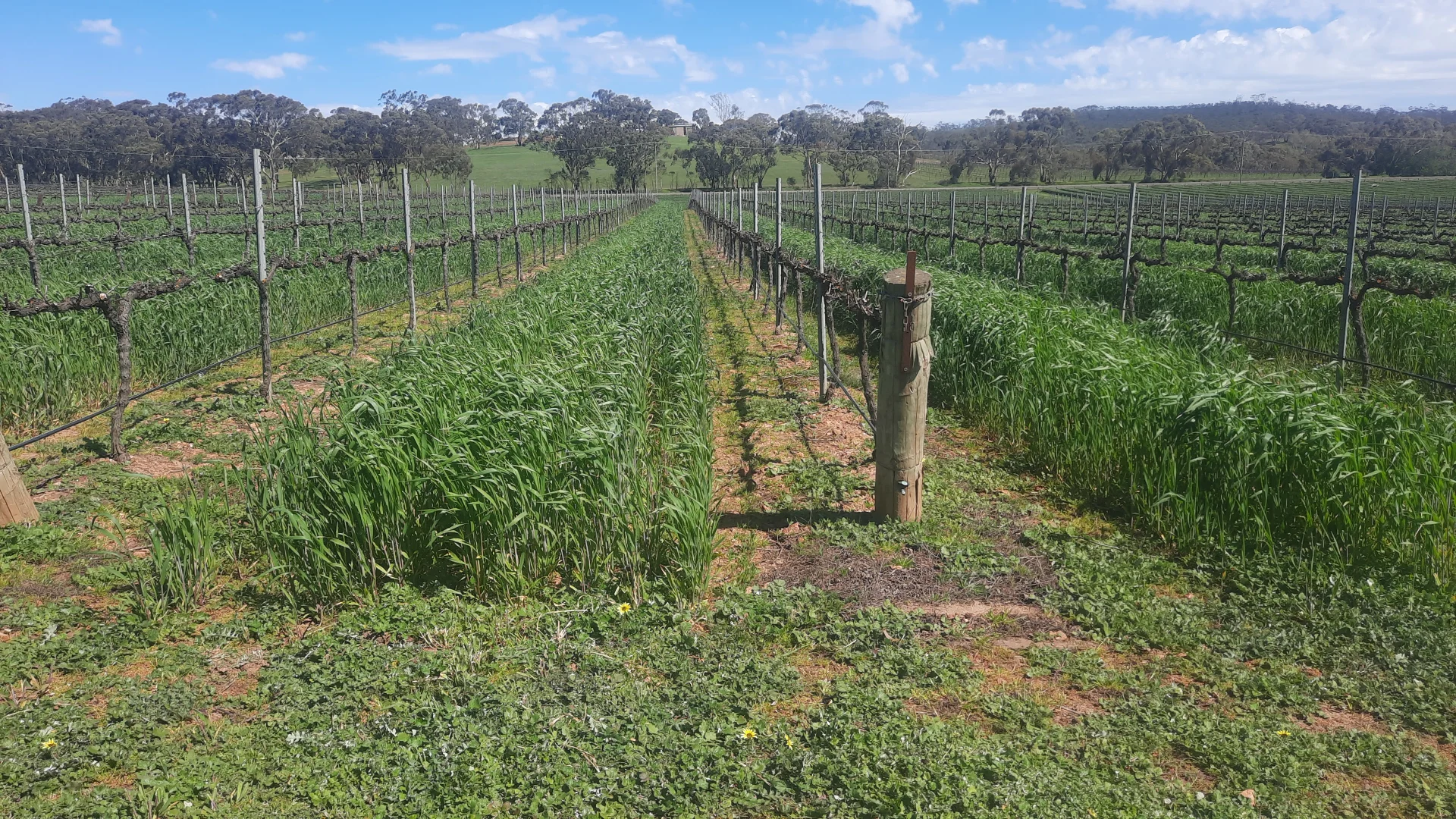 Additional image 8 of 285 Neagles Rock Road, Clare SA 5453