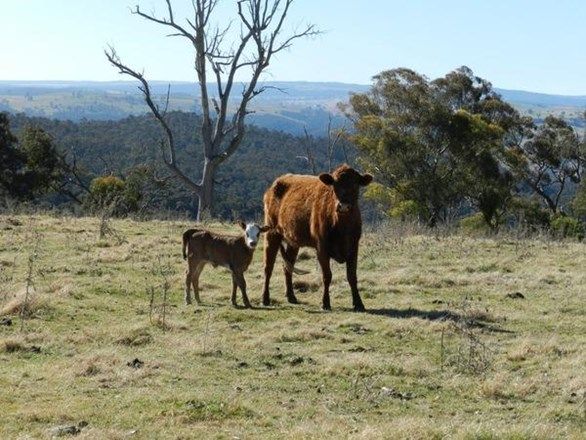 Lot 13 Fullerton Road, Fullerton NSW 2583, Image 1