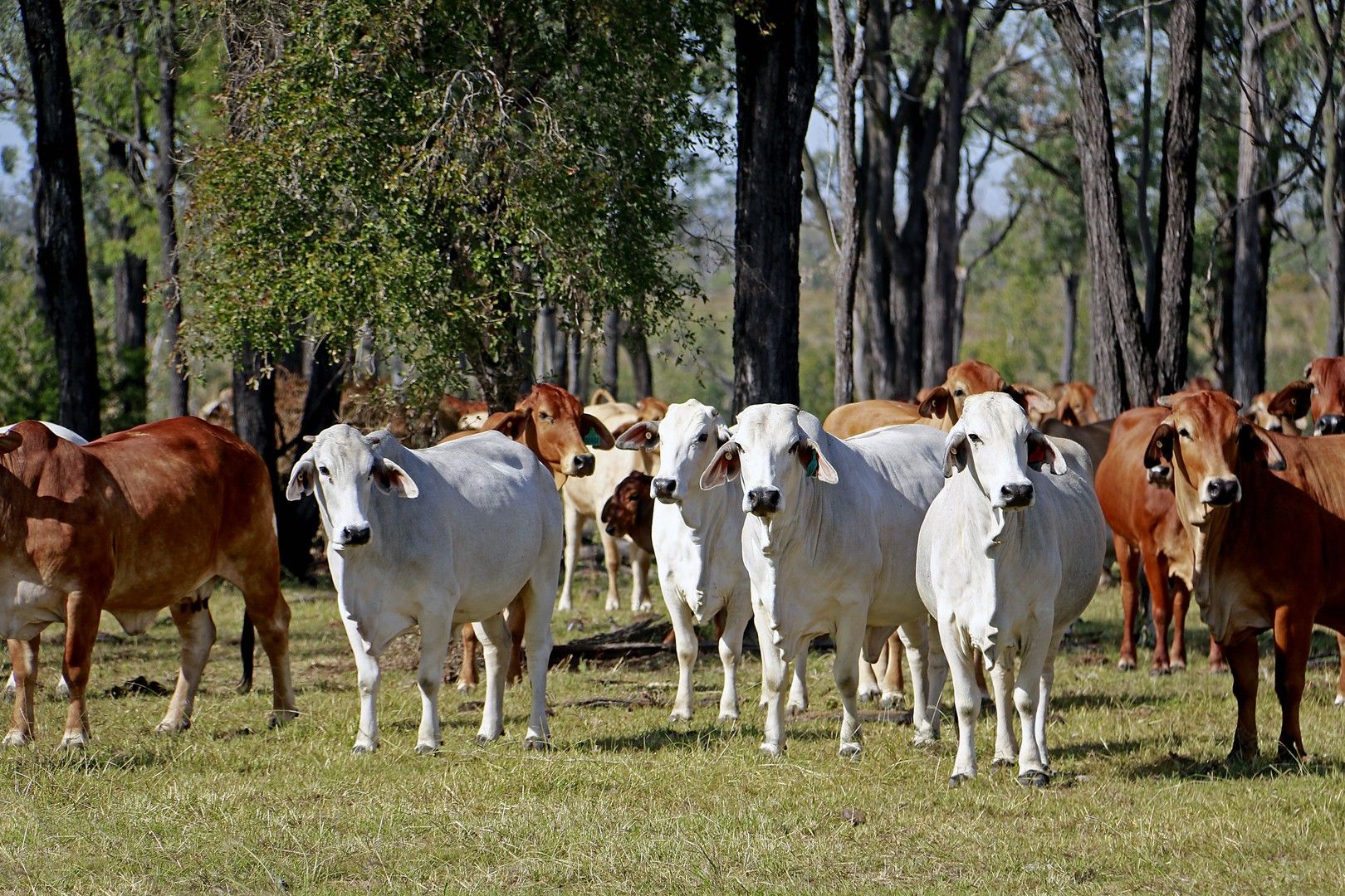 "MOUNTAIN HUT" COMANCHE ROAD, Glenroy QLD 4702, Image 0