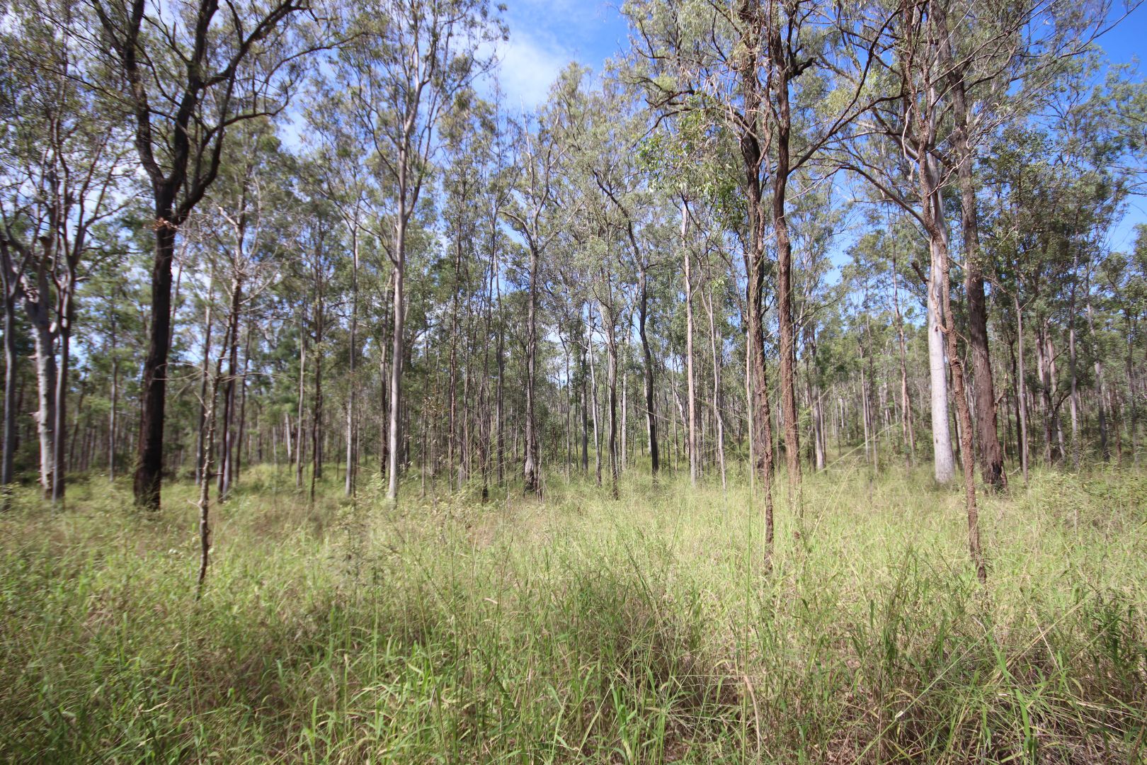 Allies Creek Road, Monogorilby QLD 4626, Image 1