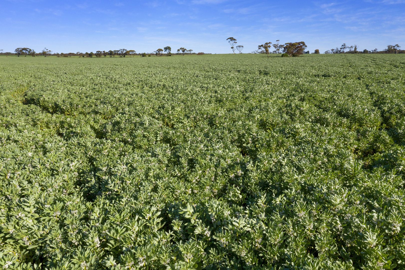 '30 Acre' Standpipe Road, Halbury SA 5461, Image 1