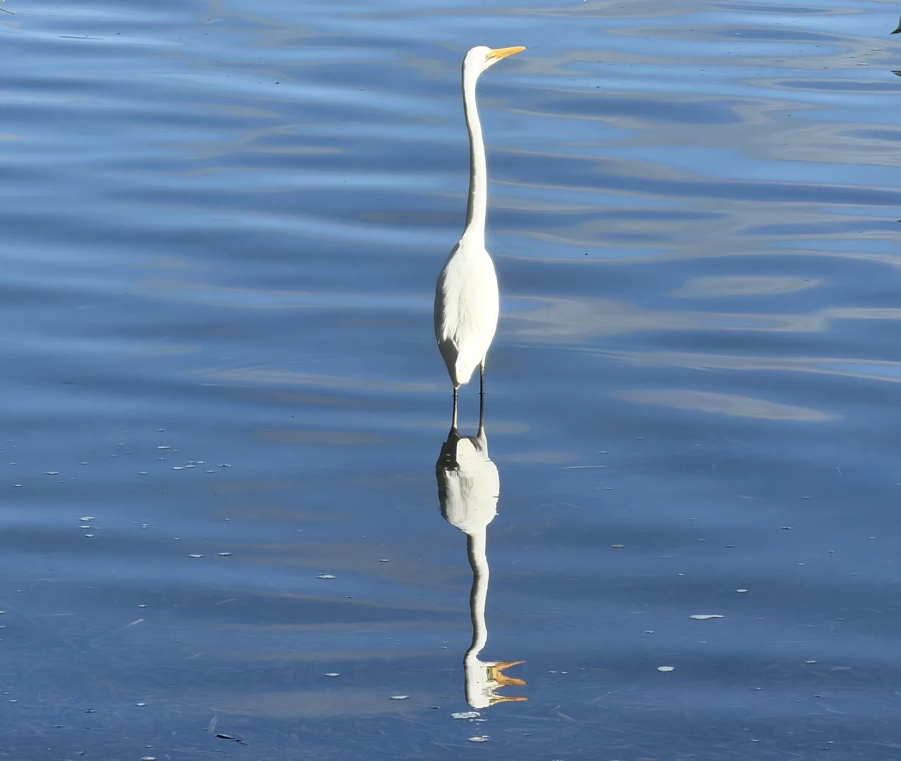 Image 13