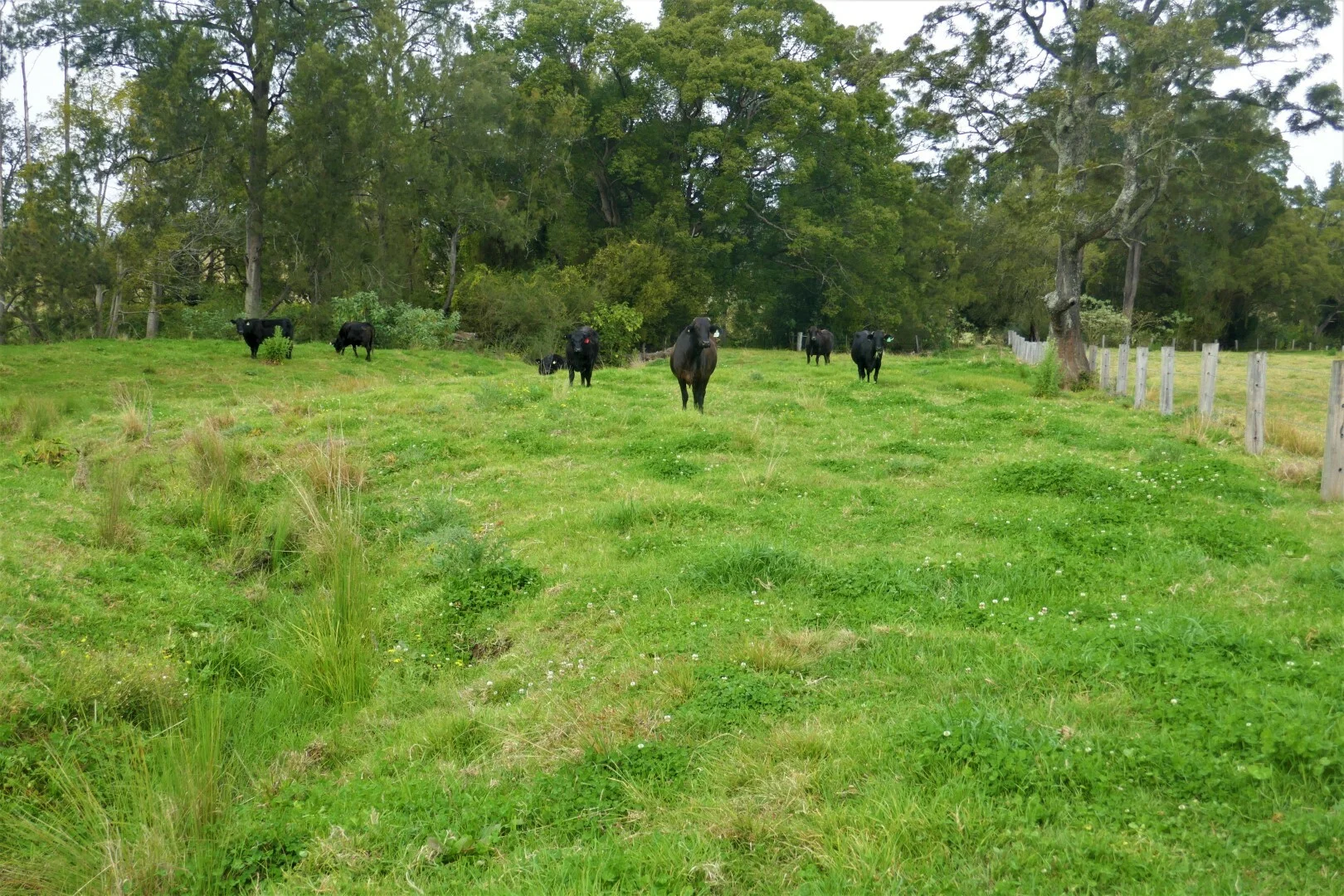 Additional image 10 of 35 Phelps Road, Kyogle NSW 2474