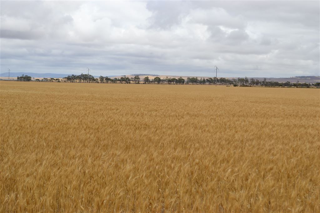 Lot 1 Tiller Road, Balaklava SA 5461, Image 0