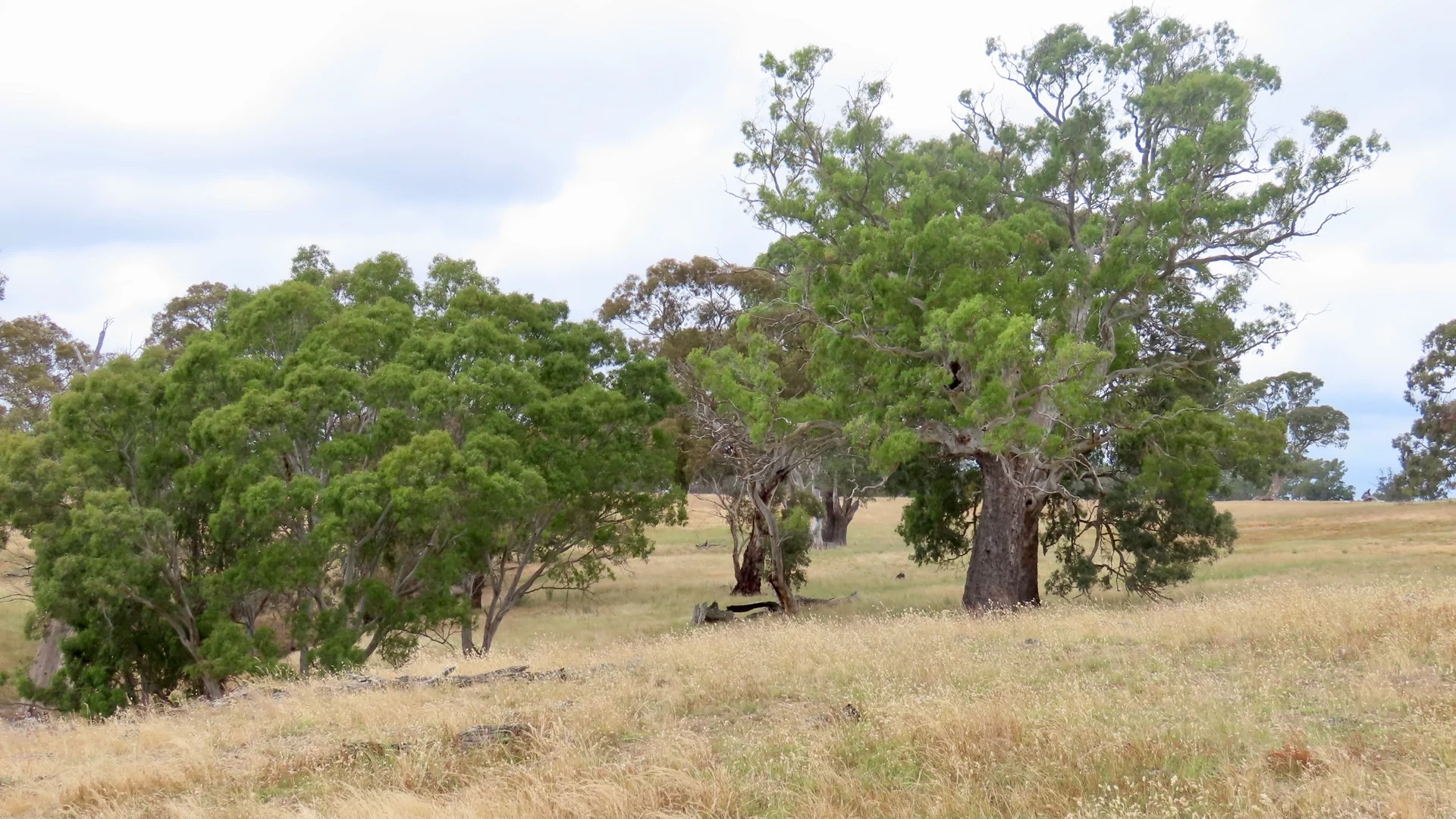 Additional image 11 of 596 Mostyn Lane, Balmoral VIC 3407