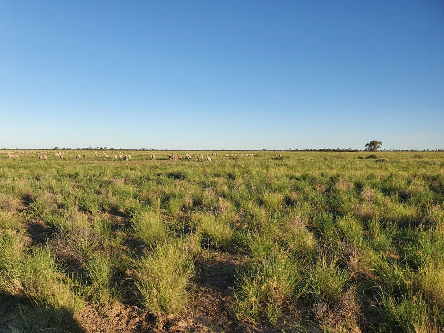 1906 Burrawantie Road, Enngonia NSW 2840, Image 0