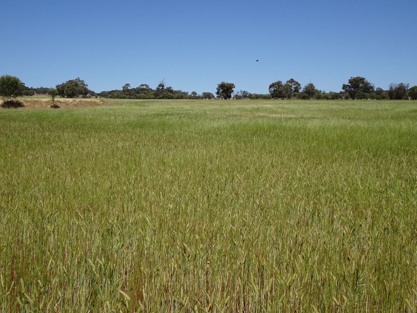 Lullfitz Road, Pingelly WA 6308, Image 1