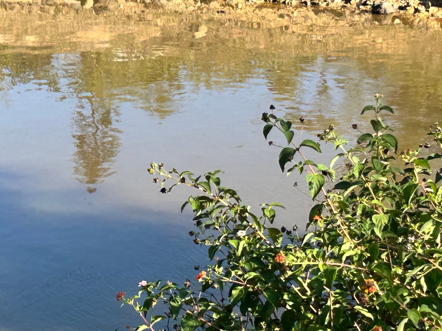 Additional image 3 of 494 Yeppoon Road, Limestone Creek QLD 4701