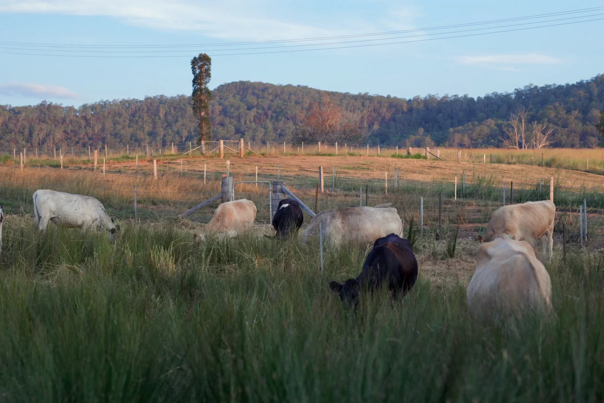 Additional image 25 of 68 Peacock Creek Road, Bonalbo NSW 2469